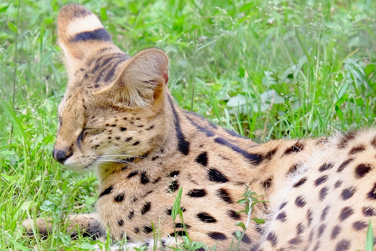 f:id:ornith:20170705173553j:plain f:id:ornith:20170705173553j:plain