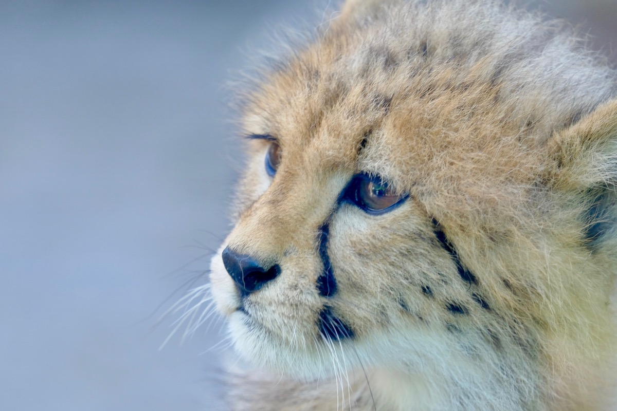 f:id:ornith:20170705173611j:plain f:id:ornith:20170705173611j:plain