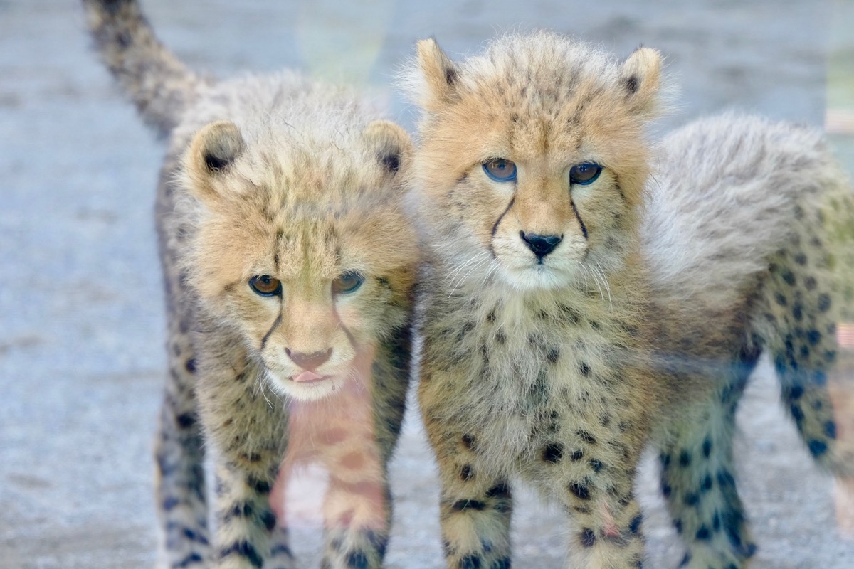 f:id:ornith:20170705173612j:plain f:id:ornith:20170705173612j:plain