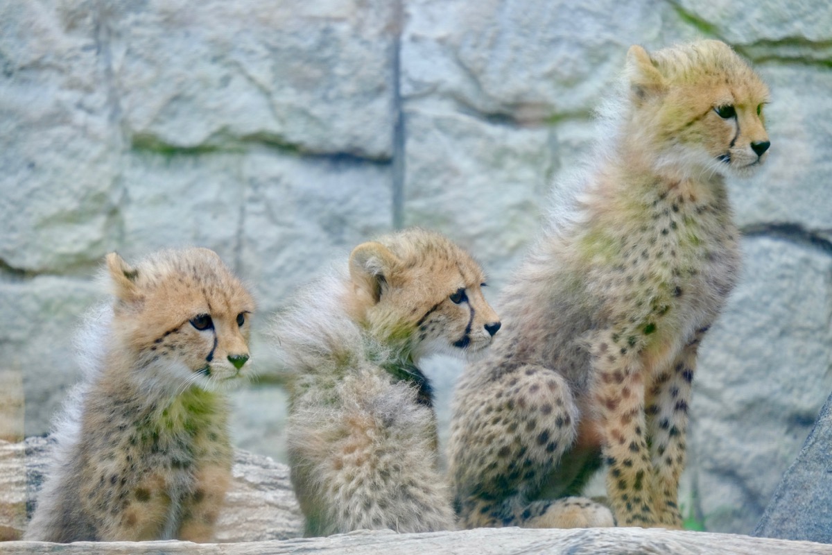 f:id:ornith:20170705173613j:plain f:id:ornith:20170705173613j:plain