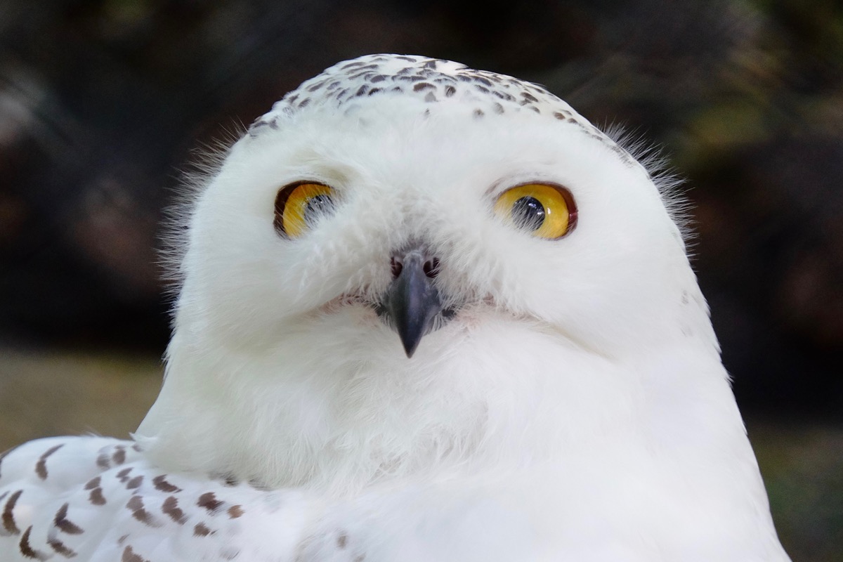 f:id:ornith:20170705173614j:plain f:id:ornith:20170705173614j:plain