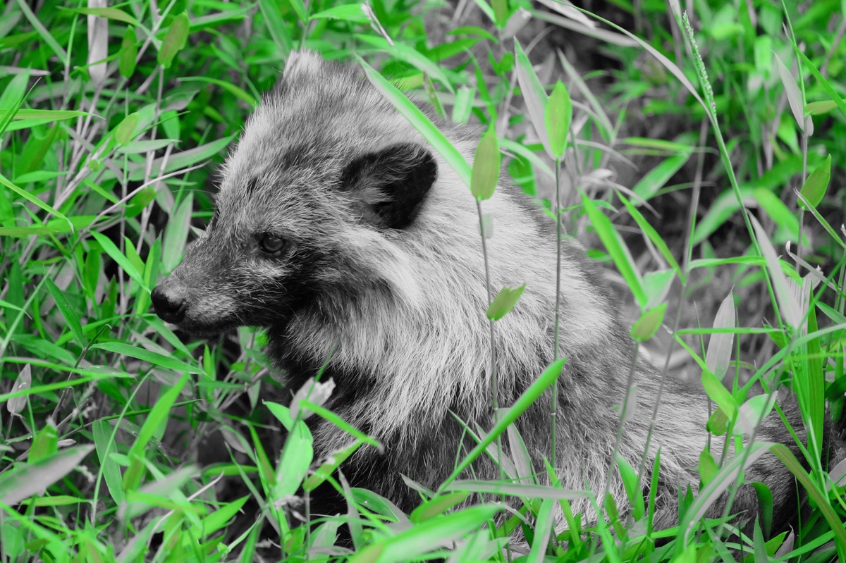 f:id:ornith:20170705173615j:plain f:id:ornith:20170705173615j:plain