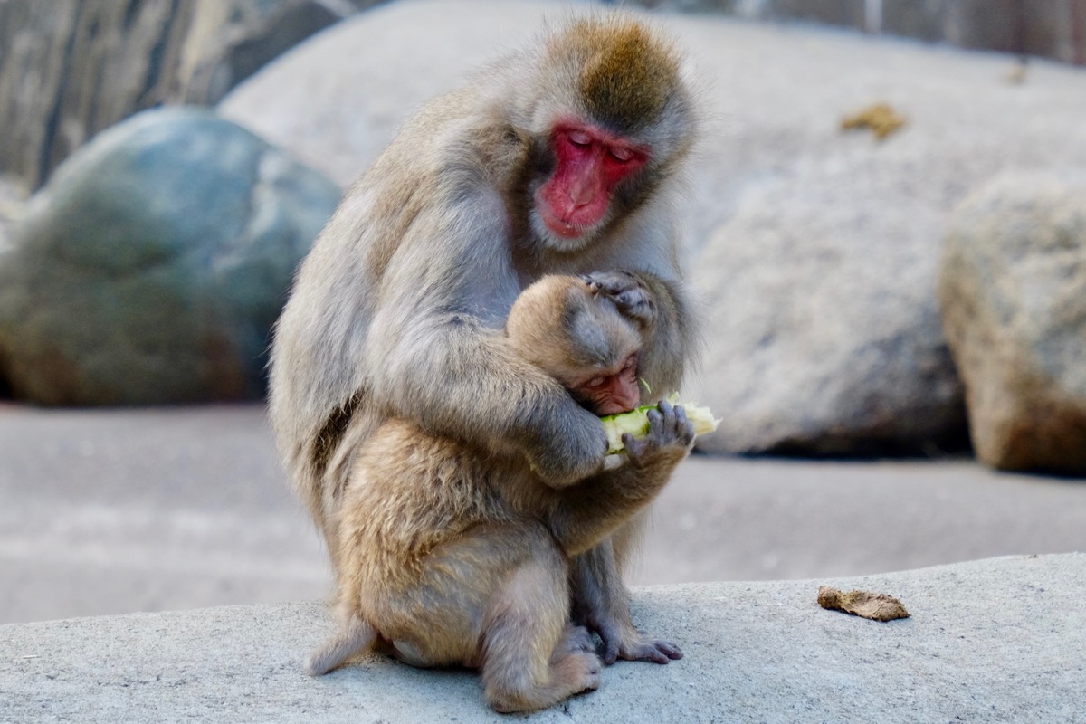 f:id:ornith:20170705173618j:plain f:id:ornith:20170705173618j:plain