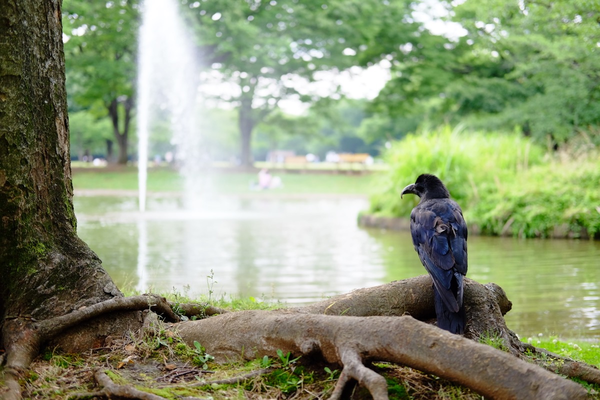 f:id:ornith:20170705173626j:plain f:id:ornith:20170705173626j:plain