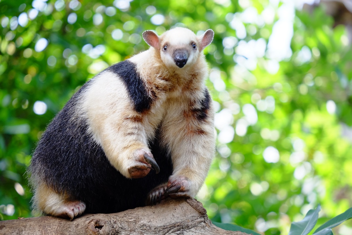 f:id:ornith:20170716185456j:plain