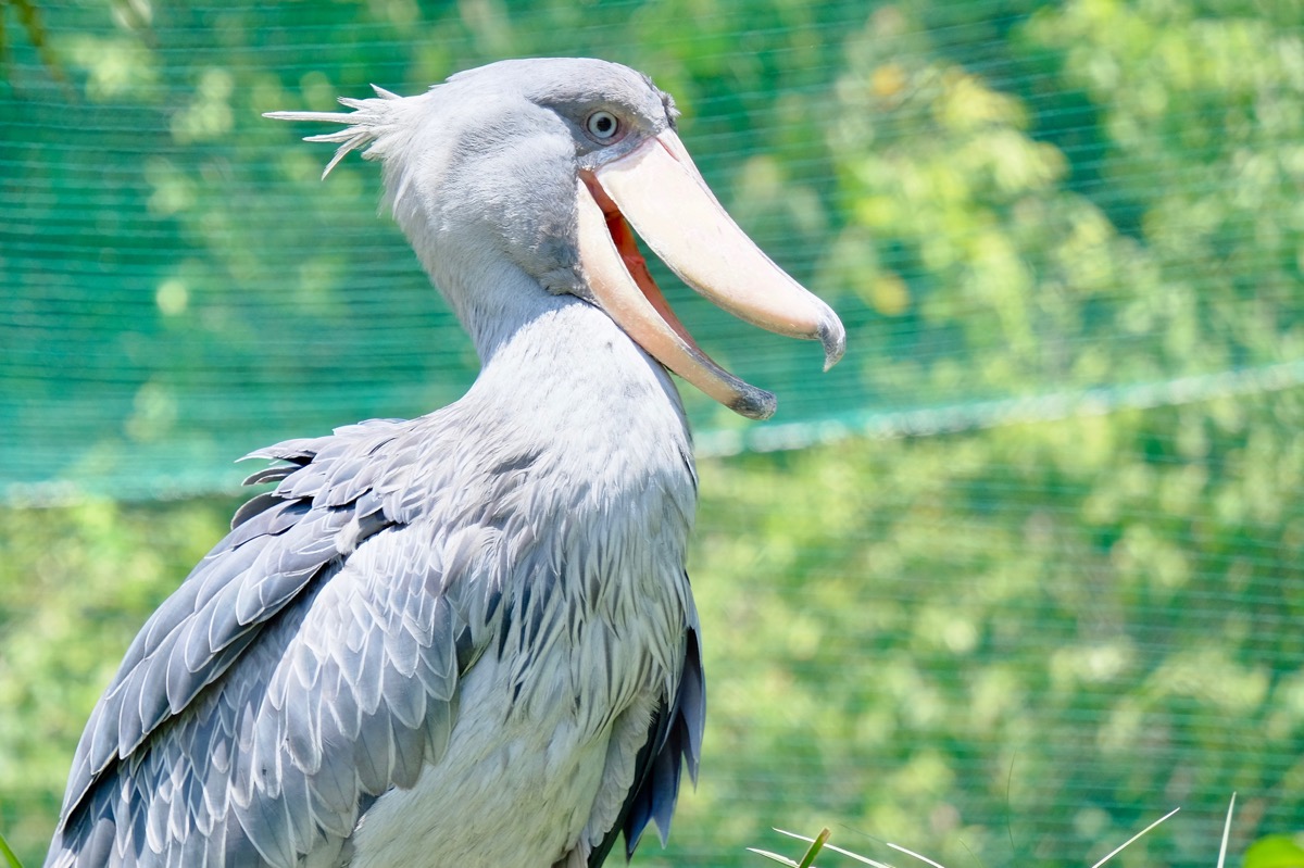 f:id:ornith:20170716185501j:plain