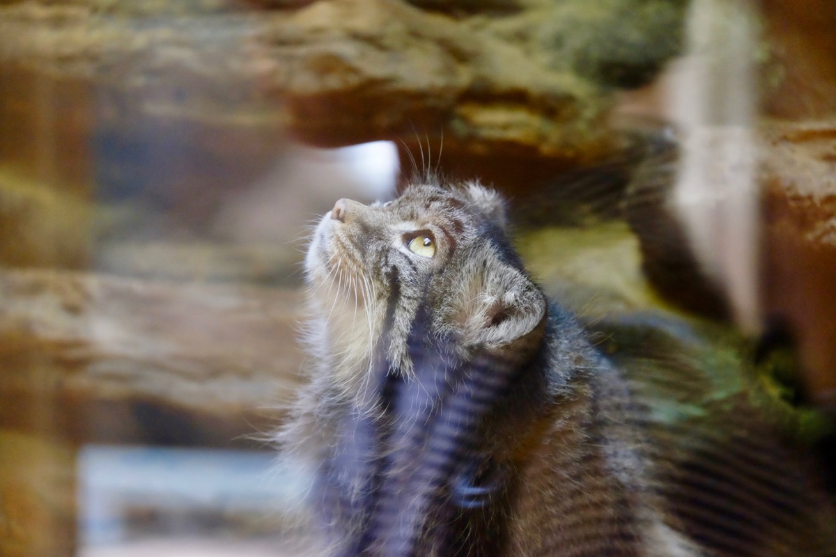 f:id:ornith:20170716185512j:plain