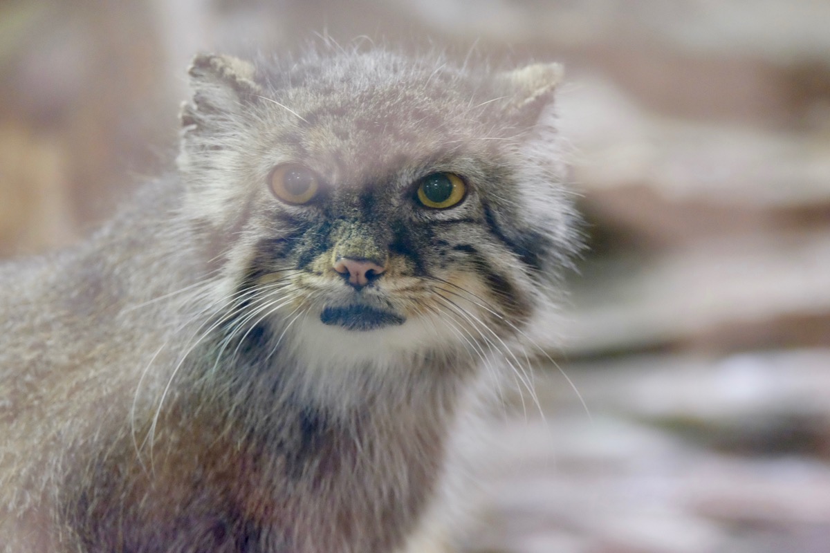 f:id:ornith:20170716185513j:plain