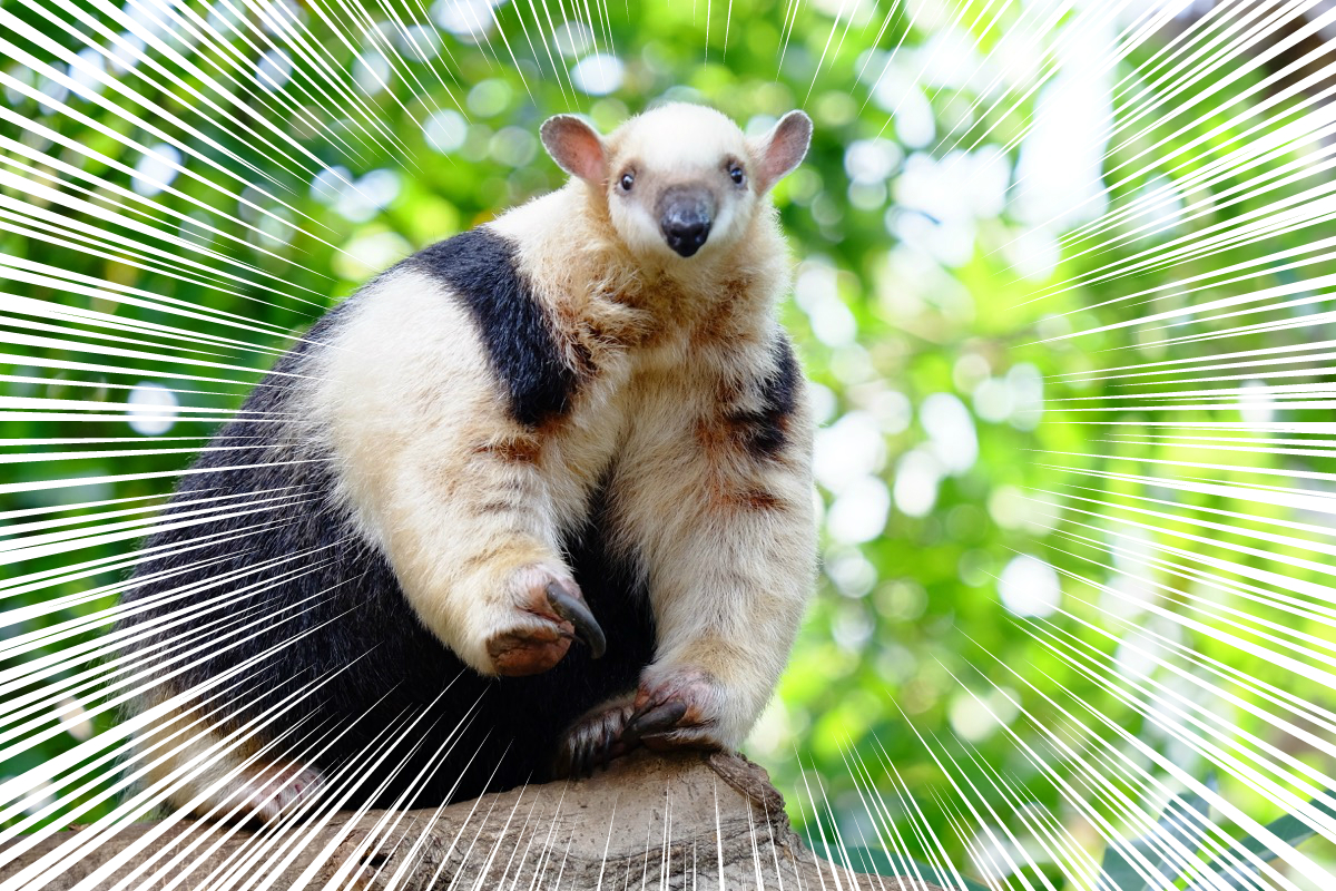 f:id:ornith:20170716185516j:plain