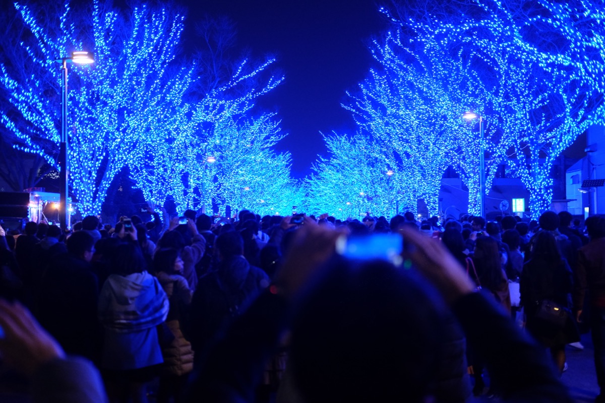 f:id:ornith:20171224102241j:plain