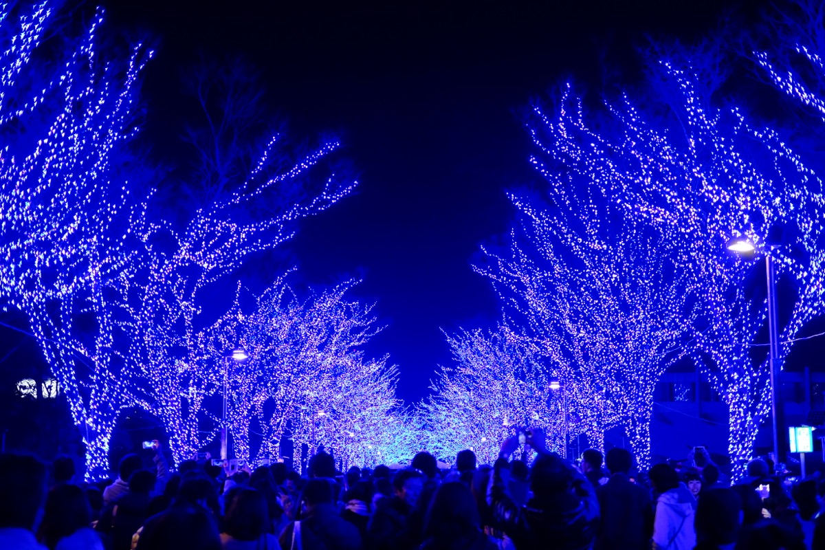 f:id:ornith:20171224102243j:plain