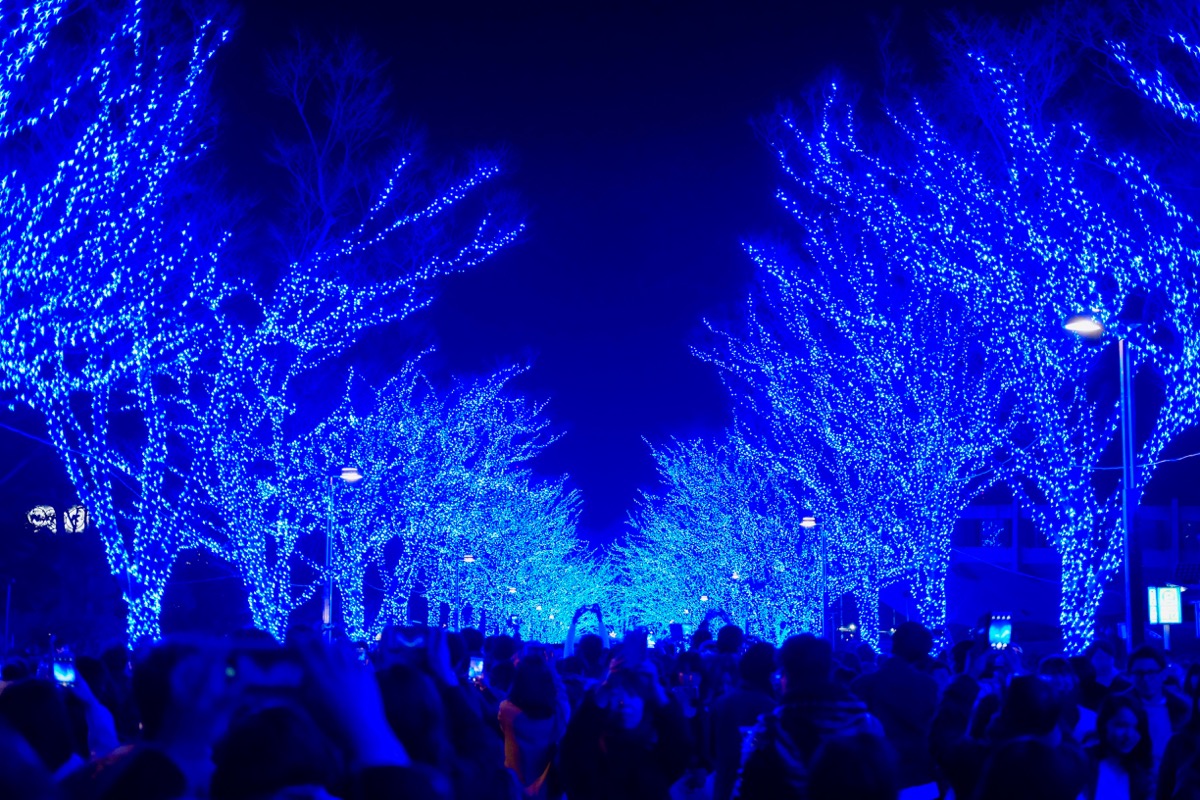 f:id:ornith:20171224102244j:plain