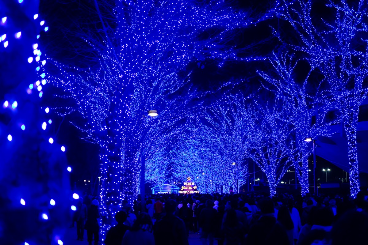 f:id:ornith:20171224102255j:plain