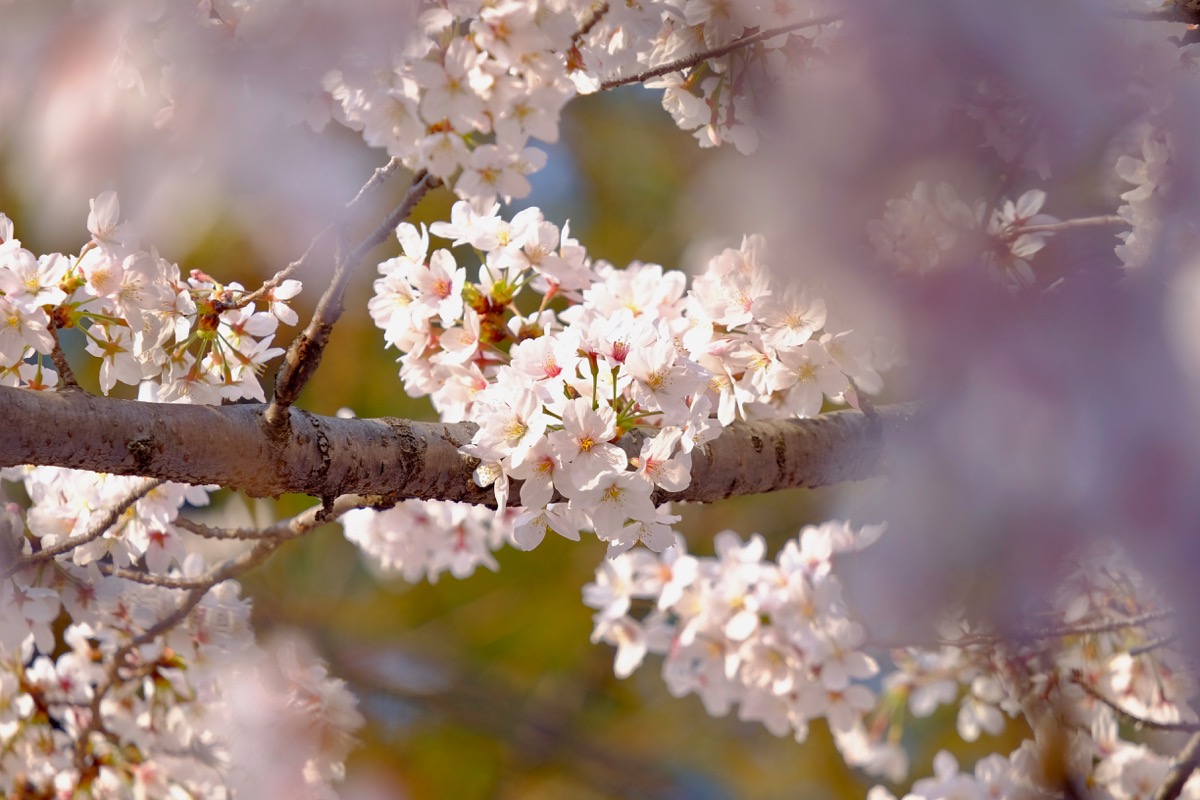 f:id:ornith:20180329172526j:plain