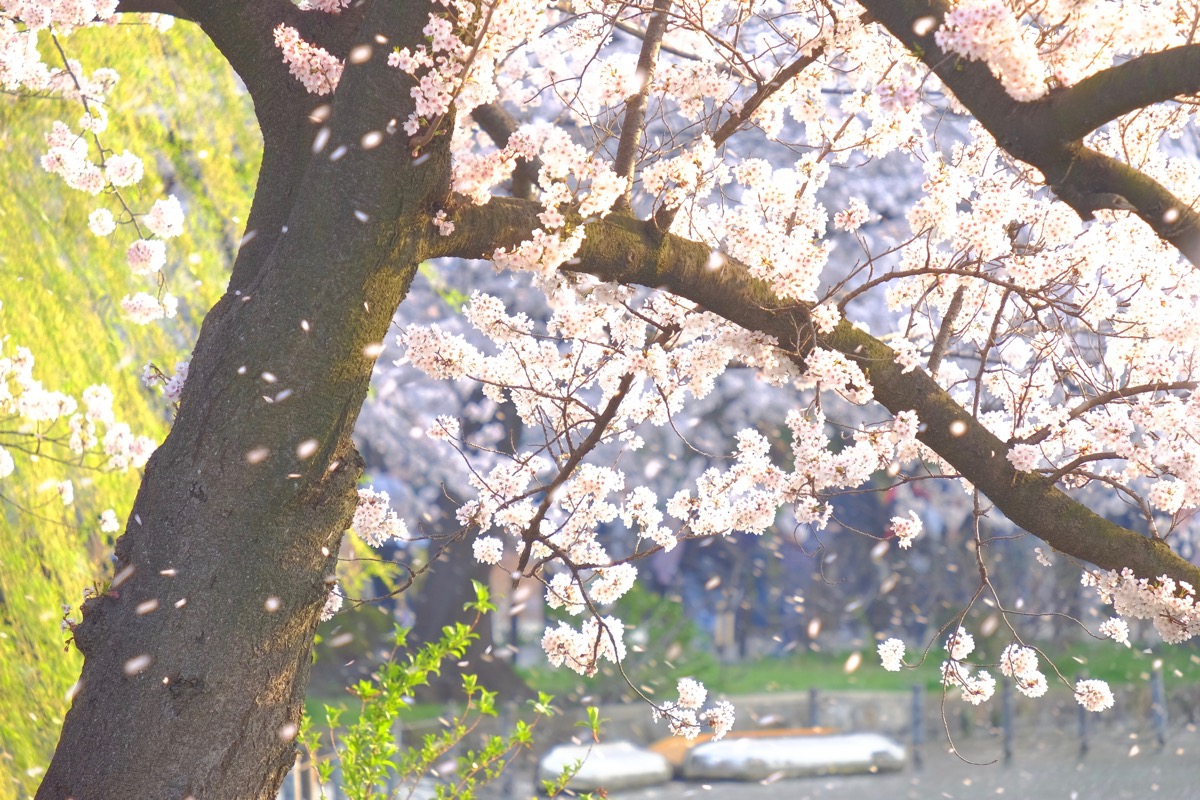 f:id:ornith:20180329172539j:plain