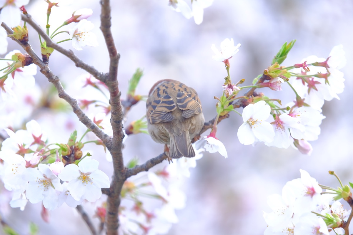 f:id:ornith:20180329172555j:plain