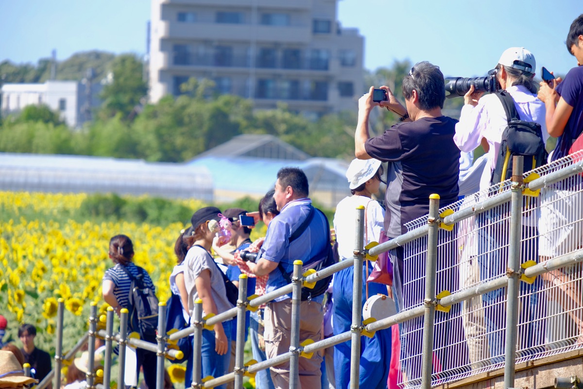 清瀬ひまわりフェスティバルの写真2