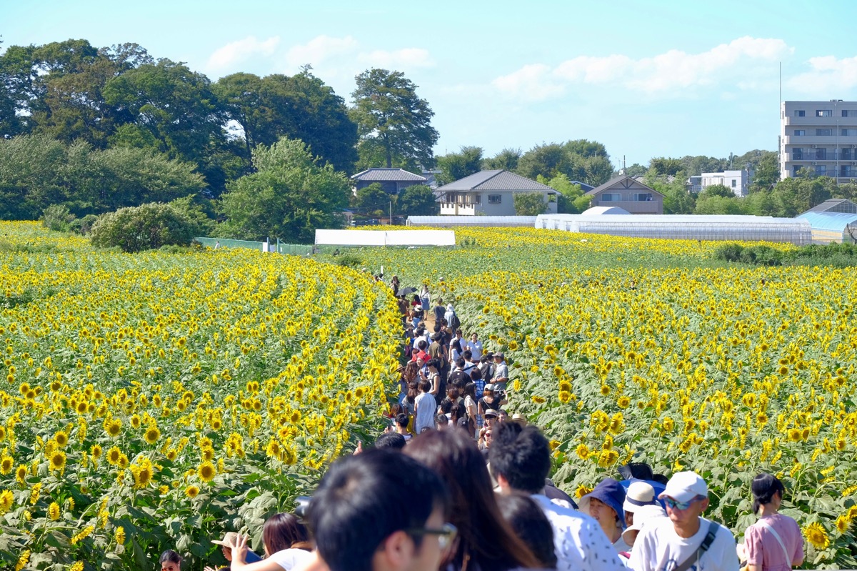 清瀬ひまわりフェスティバルの写真3