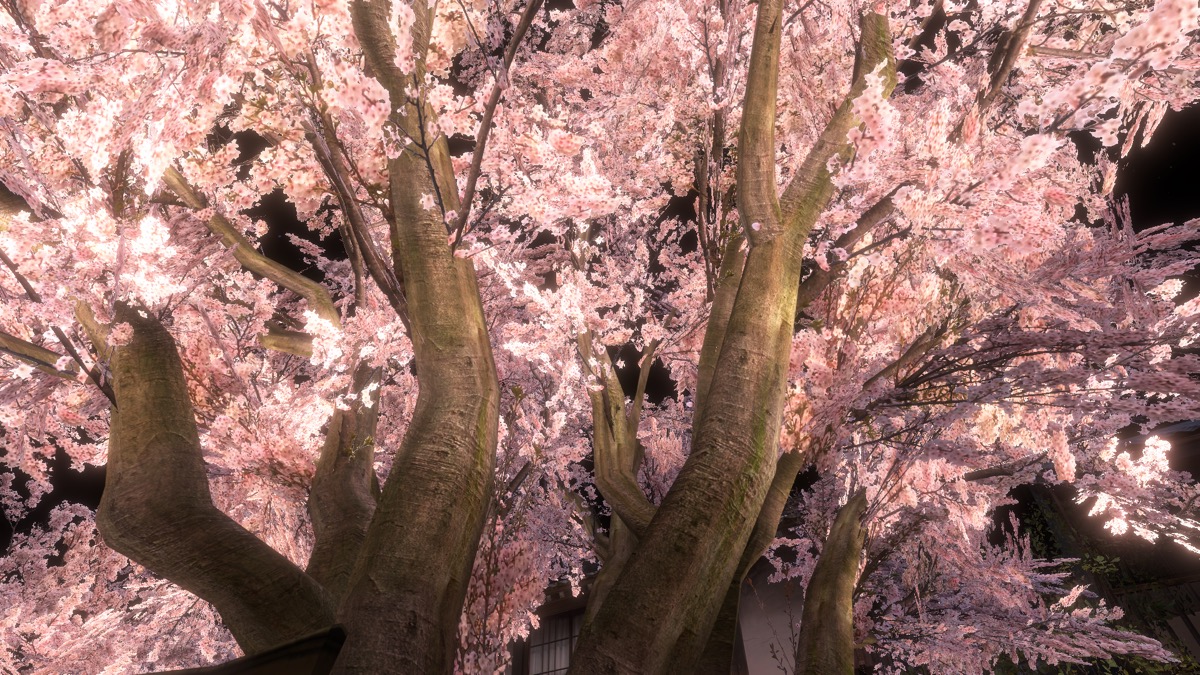 VRChat「SAKURA hiroba-yoru」の千年桜 VRChat「SAKURA hiroba-yoru」の千年桜