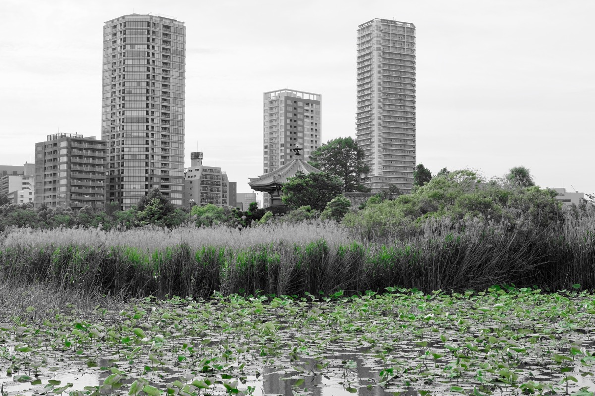 f:id:ornith:20190523184708j:plain