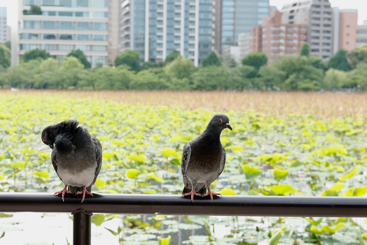 f:id:ornith:20190523184710j:plain