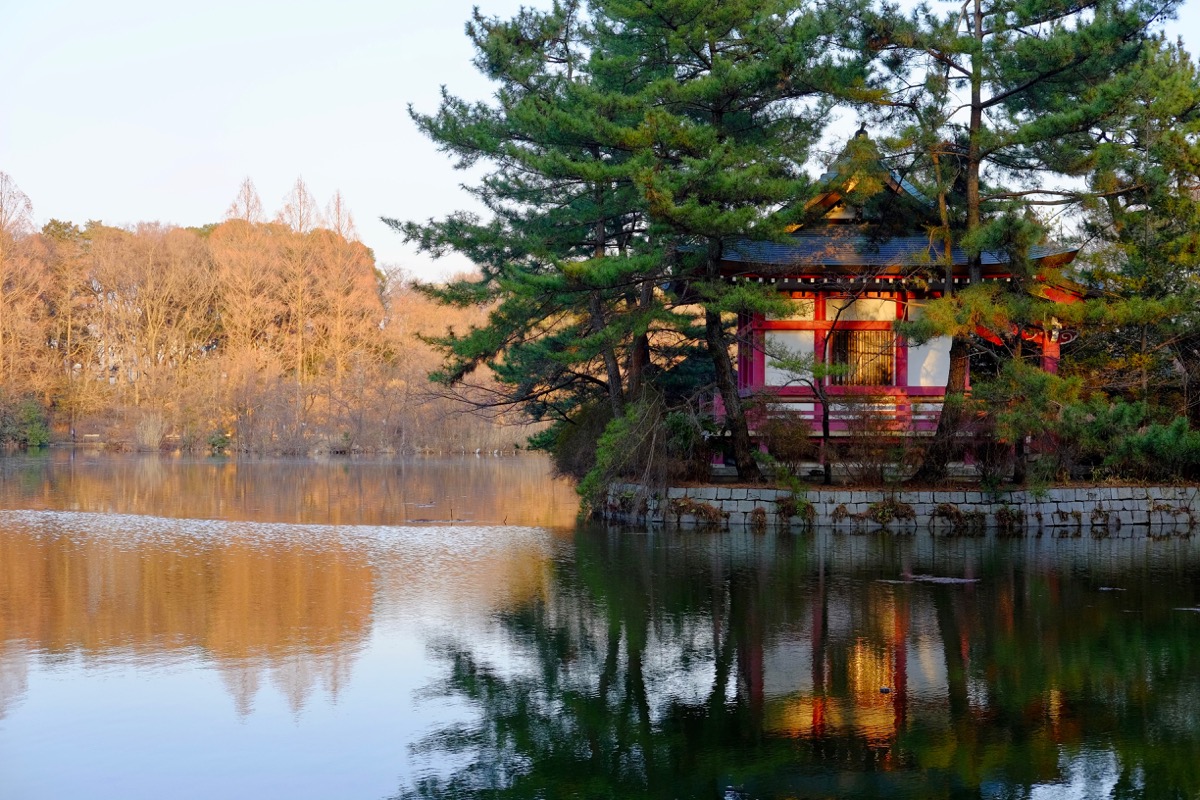 f:id:ornith:20190706163046j:plain