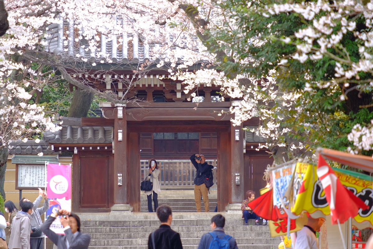 f:id:ornith:20190706163127j:plain