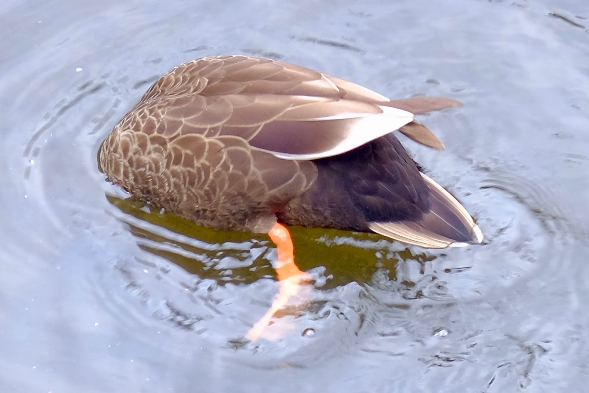 f:id:ornith:20190706163206j:plain