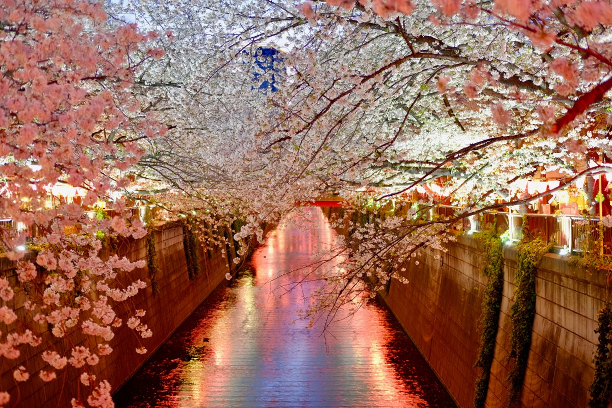 f:id:ornith:20190706163312j:plain