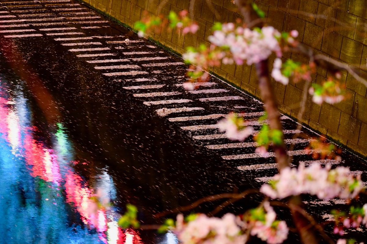 f:id:ornith:20190706163324j:plain