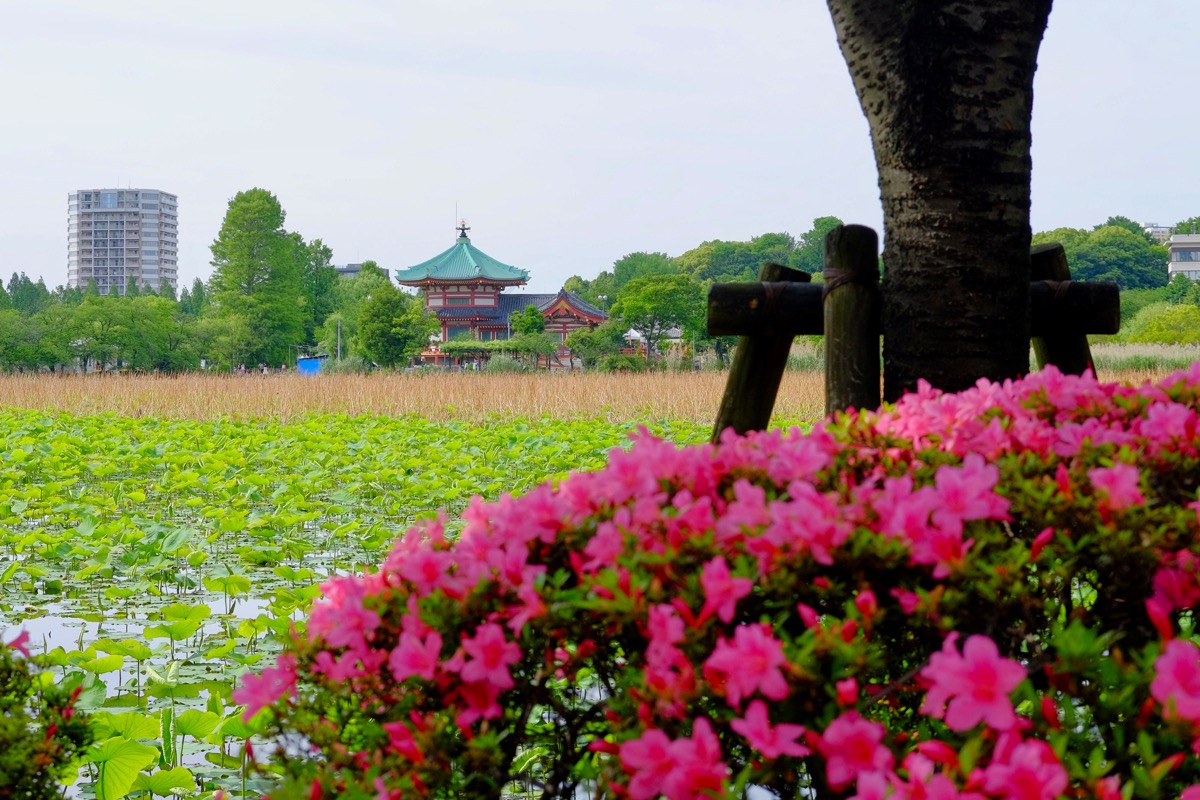 f:id:ornith:20190706163439j:plain