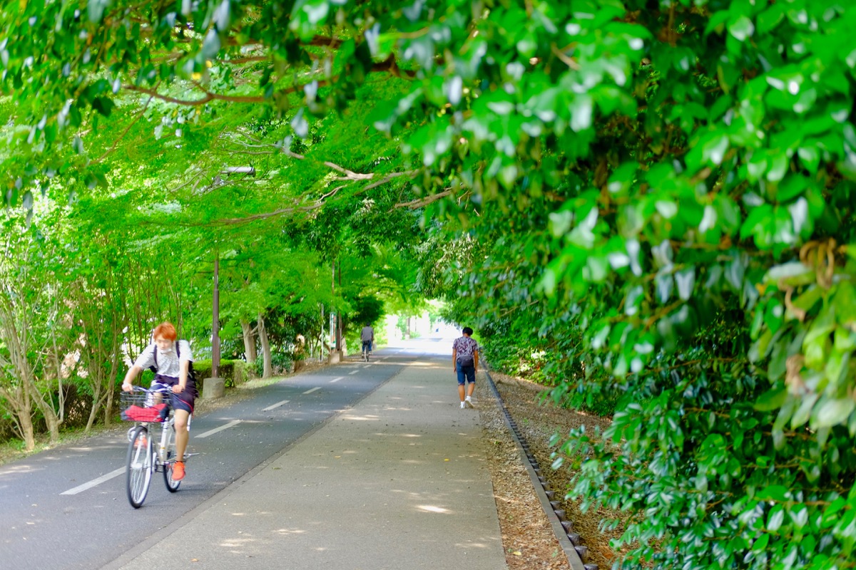 f:id:ornith:20190706163503j:plain