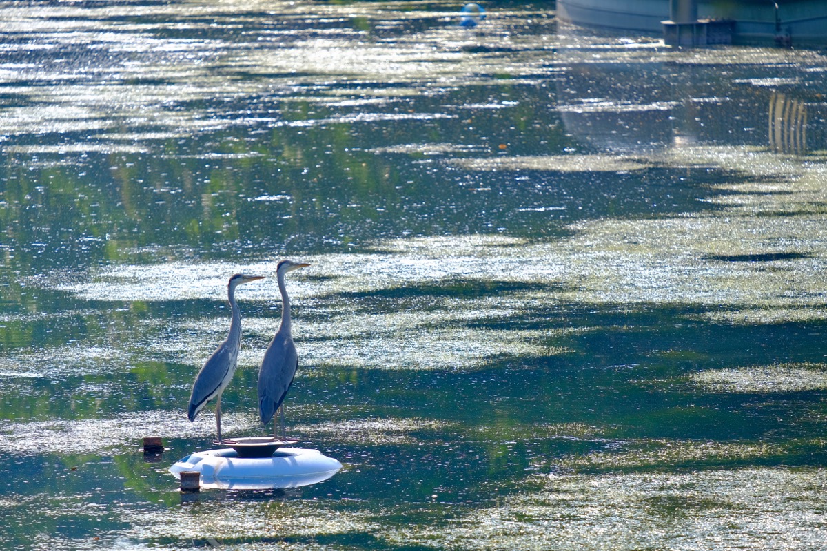 f:id:ornith:20190706163537j:plain