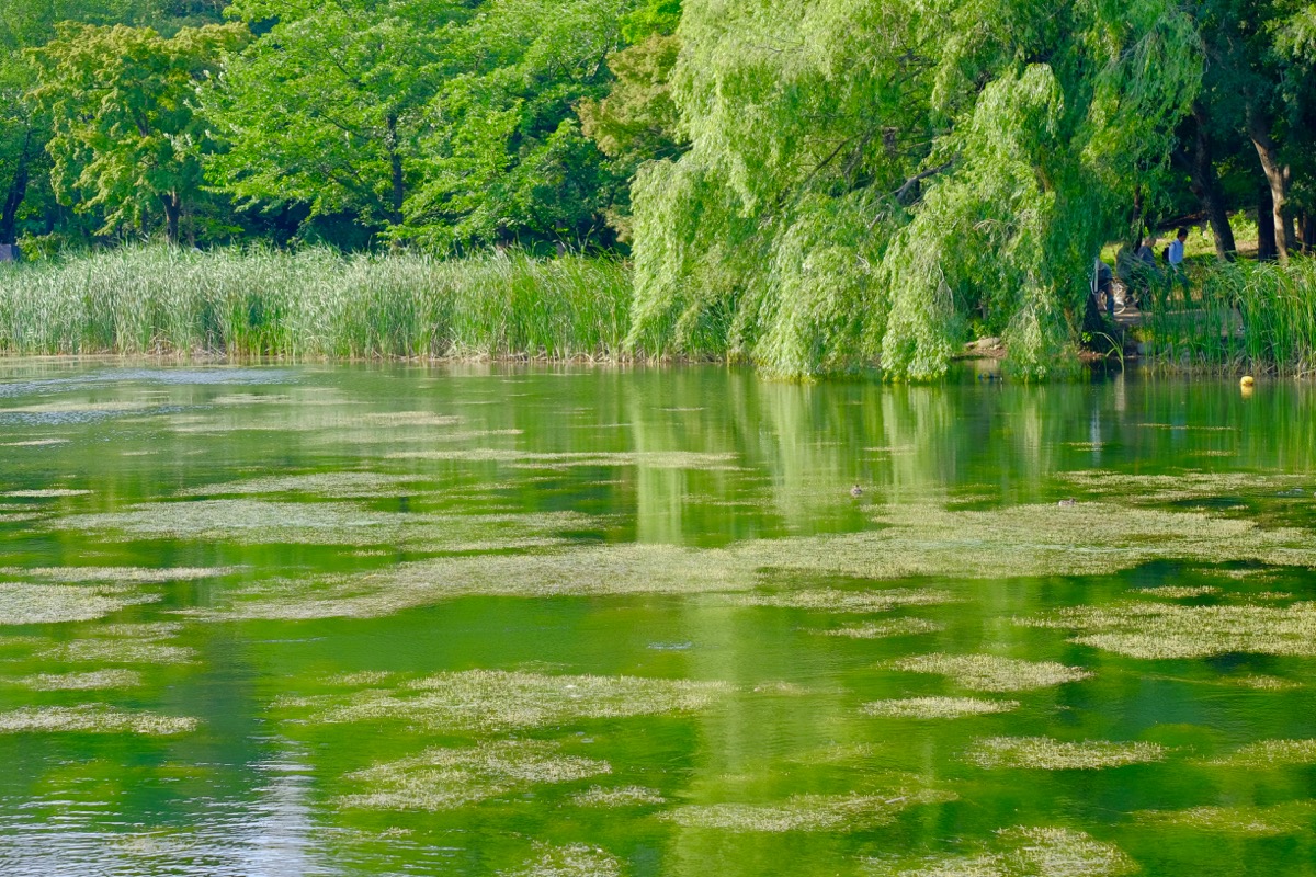 f:id:ornith:20190706163543j:plain