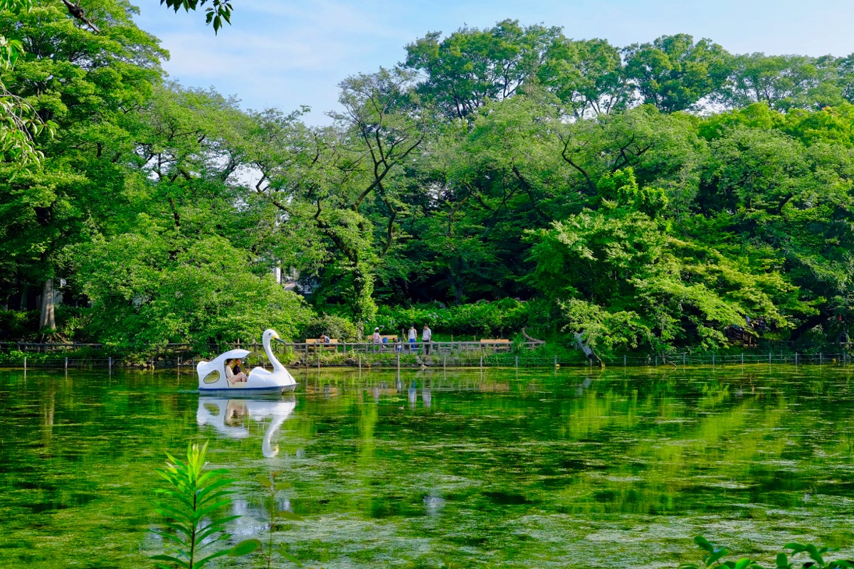 f:id:ornith:20190706163555j:plain