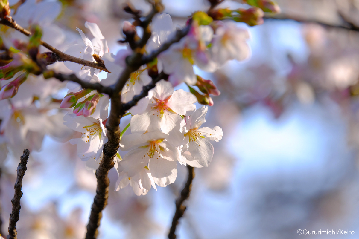 f:id:ornith:20210324163310j:plain
