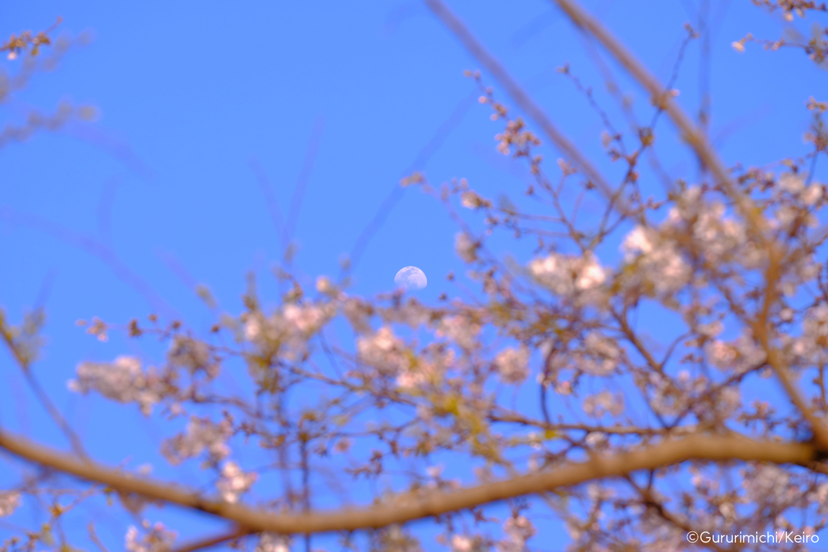 f:id:ornith:20210324164430j:plain