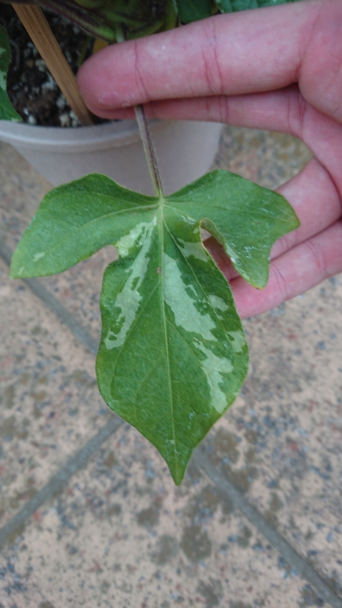 f:id:orokanaMyMol:20190517231957j:plain f:id:orokanaMyMol:20190517231957j:plain