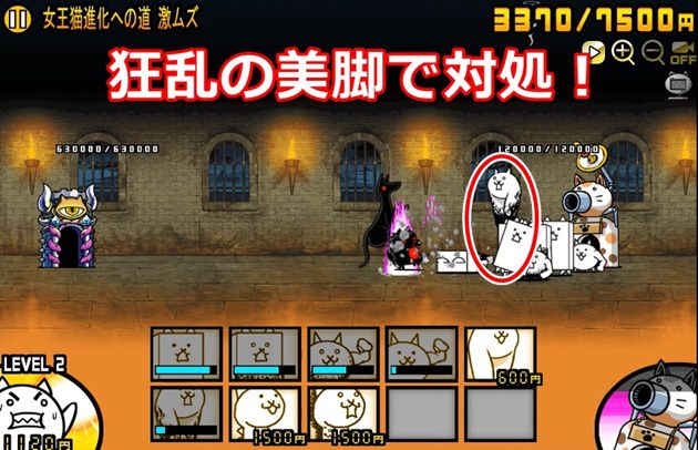 狂乱の美脚ネコで対処