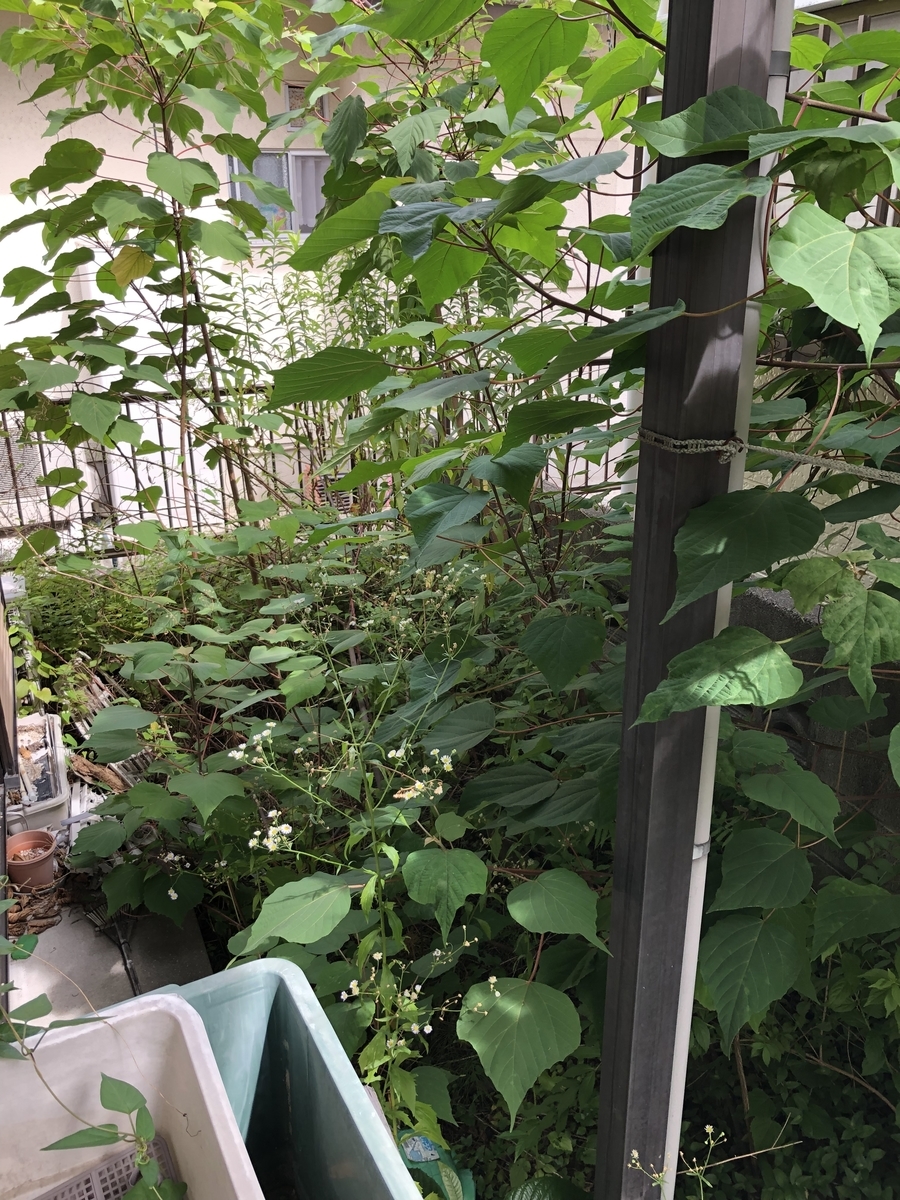 f:id:ororoxx:20190712190637j:plain f:id:ororoxx:20190712190637j:plain