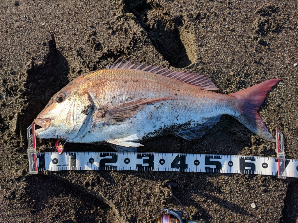 雷魚 雷魚