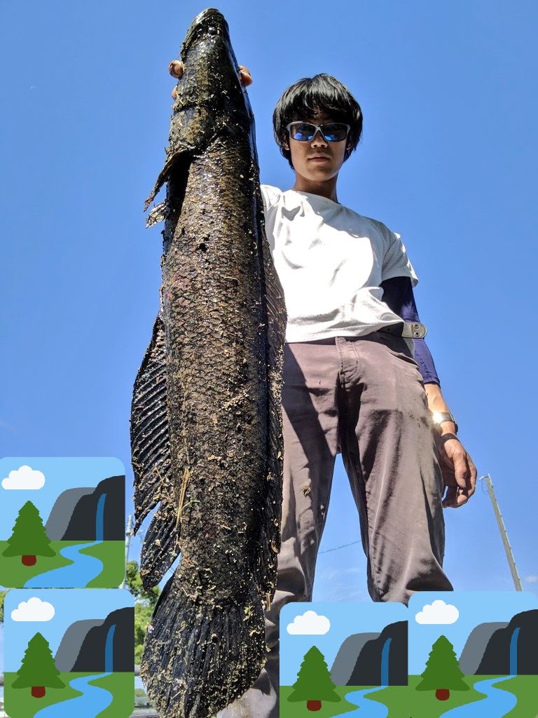 雷魚 雷魚