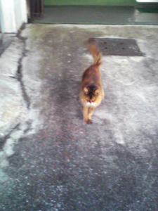 f:id:oruco:20081213232620j:image