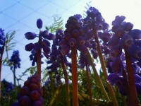 f:id:oruco:20100322192512j:image