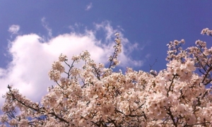 f:id:oruco:20100329220057j:image