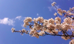 f:id:oruco:20100329220101j:image