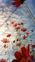 f:id:oruco:20101018202337j:image