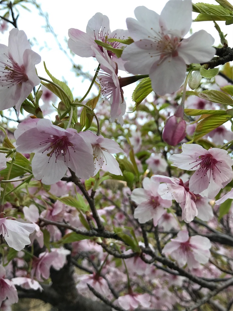 f:id:orusubanneko:20190315184748j:image f:id:orusubanneko:20190315184748j:image