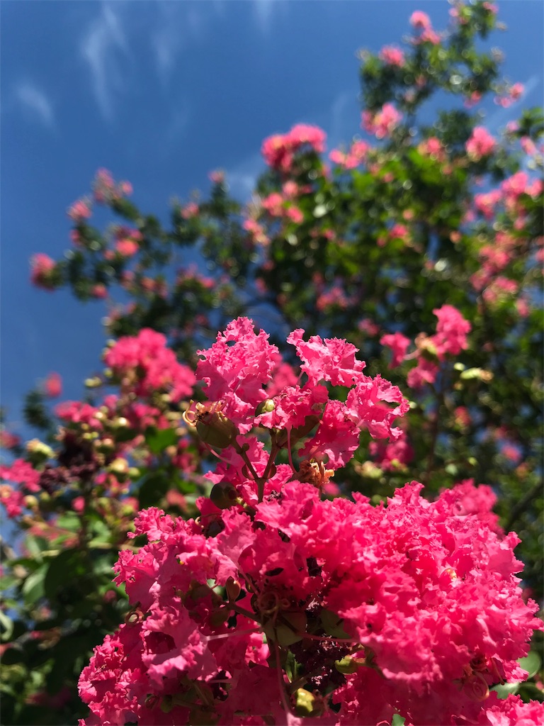 f:id:oryokobo:20180815220531j:image f:id:oryokobo:20180815220531j:image
