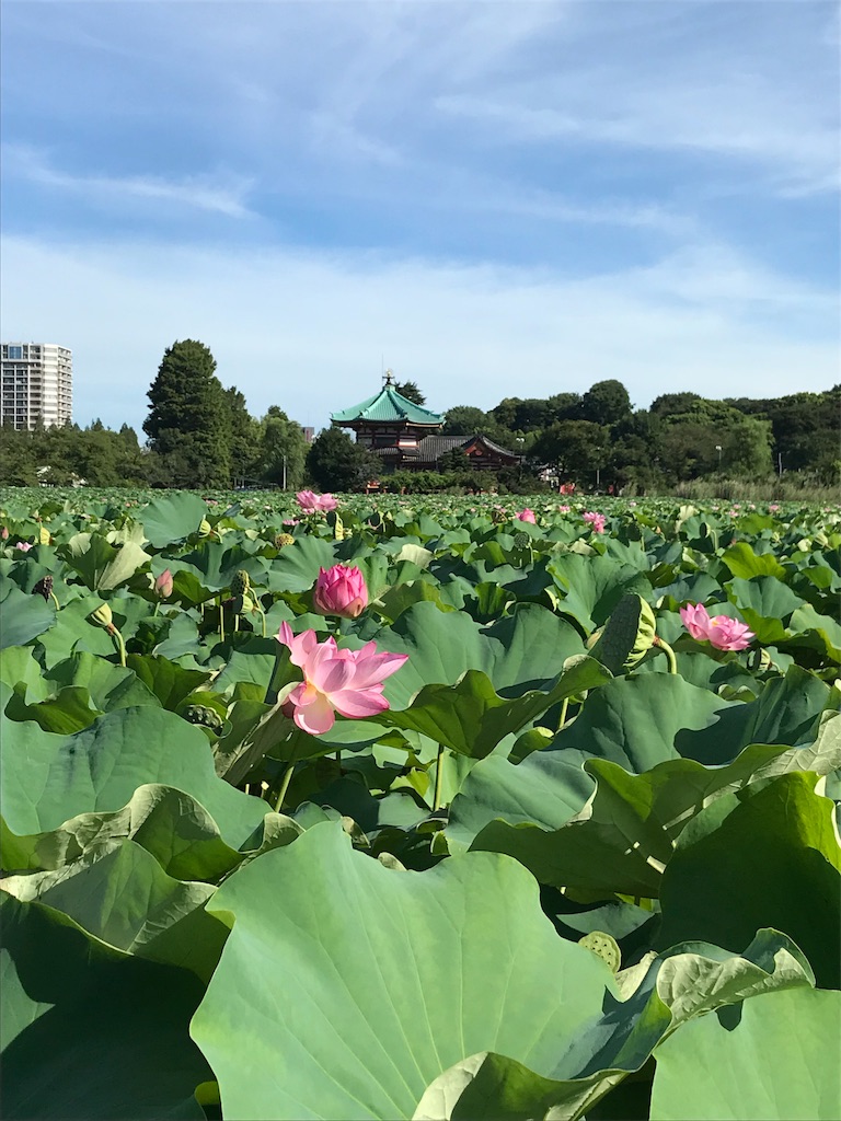 f:id:oryokobo:20180815221009j:image f:id:oryokobo:20180815221009j:image